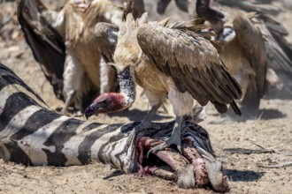 White-backed vulture (Gyps africanus) with bloody head sitting on the head of a dead plains zebra