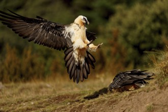 Two bearded vulture (Gypaetus barbatus) in a playful fight, Pyrenees, Spain, Europe