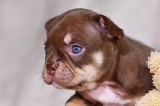 Portrait of Mocca Orange Tan French Bulldog puppy