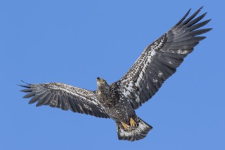 Juvenile bald eagle (Haliaeetus leucocephalus) flying under a blue sky. Region of Lanaudiere.