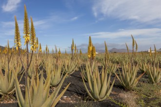 Aloe vera cultivation on Fuerteventura, Canary Islands, Spain, Europe