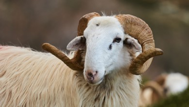 A sheep with twisted horns looks calmly into the camera, Kallikratis, Kallikratis Gorge, Sfakia,
