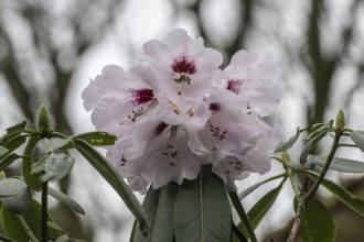 Rhododendron flower (Rhododendron sutchuenense Hybride), Emsland, Lower Saxony, Germany, Europe