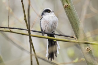 A long-tailed tit (Aegithalos caudatus) sitting on a thin branch surrounded by twigs, Hesse,