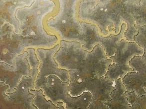 Network of channels and streams at low tide. In the marshland of the Piedras River. Aerial view.