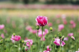 Opium poppy (Papaver somniferum), cultivation of edible poppy, poppy field, pink flowers and seed