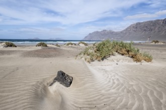 Dune landscape, Playa de Famara, Lanzarote, Canary Islands, Spain, Europe