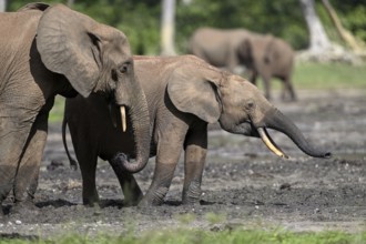 African forest elephants (Loxodonta cyclotis) in the Dzanga Bai forest clearing, Dzanga-Ndoki