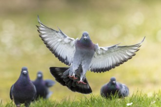 City dove (Columba livia forma domestica) in flight, wildlife, Germany, Europe