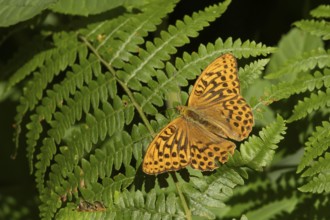 Silver-washed fritillary (Argynnis paphia) butterfly resting on a Bracken plant leaf in a woodland,