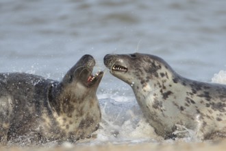Grey seal (Halichoerus grypus) two adult animals courting and playing together in the surf of the