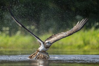 Western osprey (Pandion haliaetus) hunting, Aviemore, Scotland, Great Britain