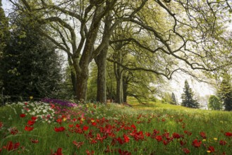 Park and flower meadow with colourful tulips, Mainau Island, Lake Constance, Baden-Württemberg,