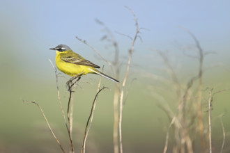Yellow wagtail (Motacilla flava), male sitting on a thin blade of grass, singing station, Lake