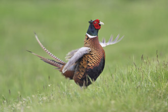 Pheasant or hunting pheasant (Phasianus colchicus), male flapping his wings, Lake Neusiedl National