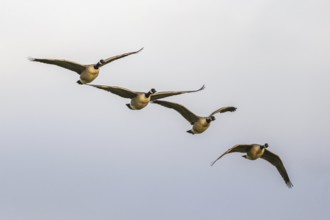 Canada Goose, Branta canadensis, birds in flight on sky over marshes