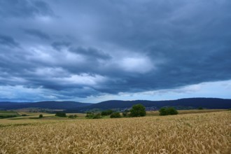Wide wheat field (Triticum), in front of a hilly landscape under a cloudy sky at dusk, summer,