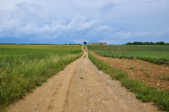 Field path leads through a rural area with lavender fields (Lavandula), meadows, in the background