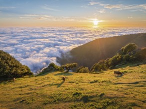 Aerial view of sunrise above clouds and green hills with cows grazing at Fanal mountain, Madeira