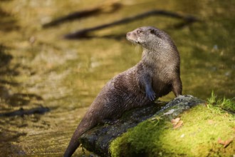 Eurasian otter (Lutra lutra) on a rock in the bavarian forest, Bavaria, Germany, Europe