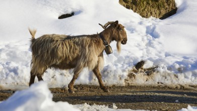 A goat walking through a snow-covered path in a wintry atmosphere, sheep (e) or goat (n), ovis,