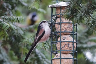 Long-tailed Tit (Aegithalos caudatus), winter, Germany, Europe