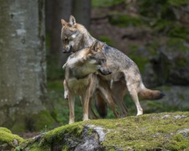 Wolves (Canis lupus) standing on a rock covered with moss, social behaviour, captive, Bavarian