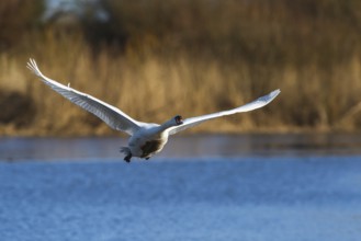 Mute Swan, Cygnus olor, bird in flight at winter on marshes