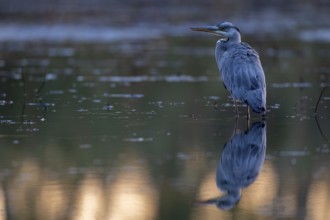 Grey heron, (Ardea cinerea), standing relaxed in the water of a fish pond, Lusatia, Saxony