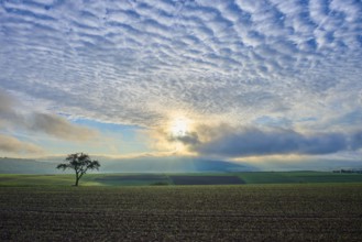 A lone apple tree (Malus Domestica), in a field at sunrise, surrounded by dramatic sky and rays of