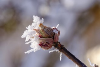 Hoarfrost on a bud, Tölzer Land, Upper Bavaria, Bavaria, Germany, Europe