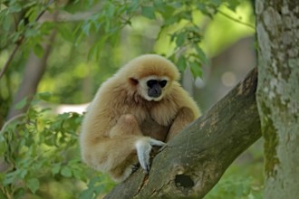 White-handed gibbon (Hylobates lar), captive