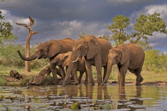 African elephant (Loxodonta africana), adult, juvenile, group with juveniles, at the water,