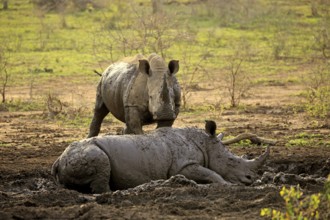 White rhino, white rhino (Ceratotherium simum), adult in mud bath, two animals, Hluhluwe Umfolozi