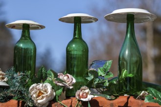 Glass bottles, covered with glass bowls, Oberallgäu, Allgäu, Bavaria, Germany, Europe