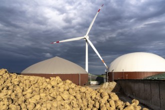 Biogas plant produces gas from various biomass, here the sugar beet storage, the electricity is