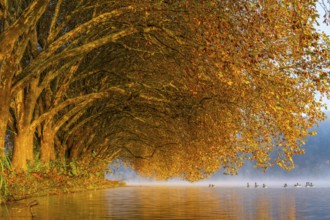 Autumn colours at the Platanen Allee, Hardenberg Ufer, lakeside path at Lake Baldeney, near Haus