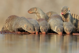 Zebra mongoose (Mungos mungo), adult, group, at the water, drinking, Kruger National Park, Kruger