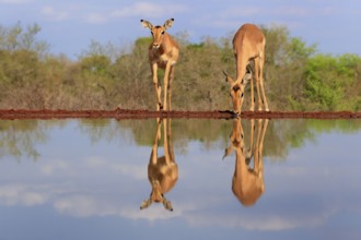 Black Heeler Antelope (Aepyceros melampus), adult, female, two, at the water, drinking, Kruger