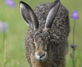 European hare (Lepus europaeus) portrait, wildlife, Thuringia, Germany, Europe