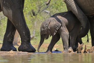 African elephant (Loxodonta africana), young animal, with mother, baby elephant, calf, at the
