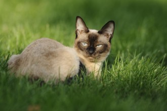 Siamese cat lying relaxed on a sunny green meadow, domestic cat (Felis catus), Siamese cat, Siam