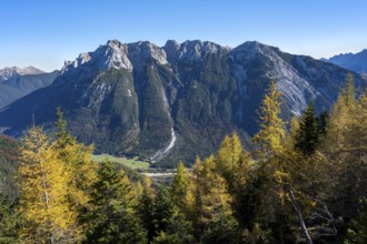 Autumnal mountain forest, yellow-coloured larches, ascent to the Große Arnspitze, view of mountain