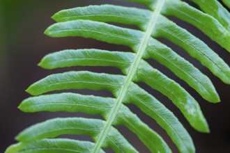 Ribbed fern (Blechnum spicant) Detail of fern frond, Lower Saxony, Germany, Europe