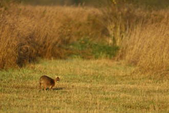 Chinese water deer (Hydropotes inermis) adult animal in a gap between a reedbed, England, United