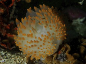 White nudibranch with dense orange dots, gas flame nudibranch (Bonisa nakaza), in the underwater