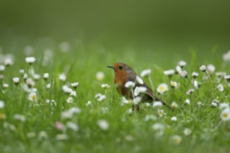European robin (Erithacus rubecula) adult bird on a garden grass lawn with daisy flowers in the
