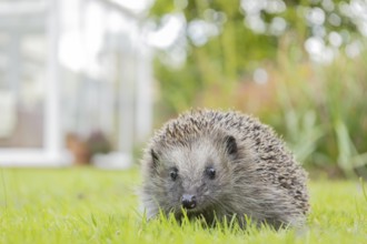 European hedgehog (Erinaceus europaeus) adult animal on a garden grass lawn, England, United