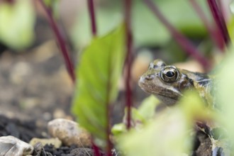 Common frog (Rana temporaria) adult amphibian in a garden vegetable border of Beetroot in summer,