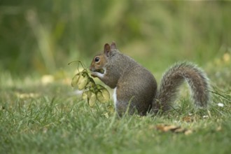 Grey squirrel (Sciurus carolinensis) adult animal feeding on seeds from a Sycamore tree on a garden